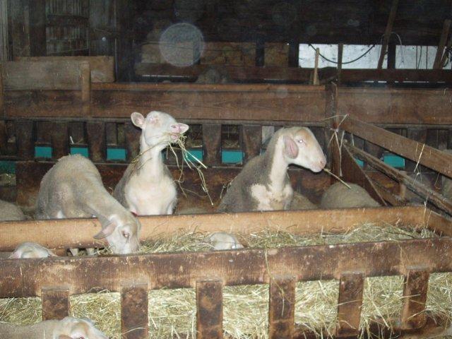 agneau 2006 0016